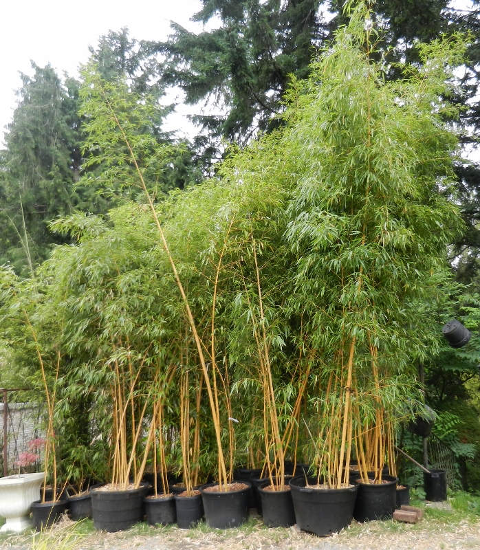 Peninsula Flowers Nursery and Bonsaibc.ca opening page , a southern